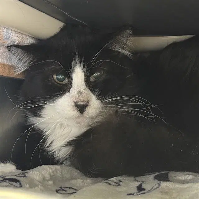 Russ - Domestic Short Hair