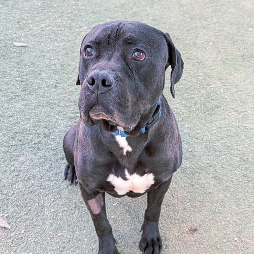 picture of the dog needing adoption