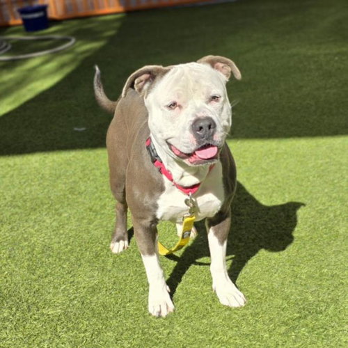 picture of the dog needing adoption