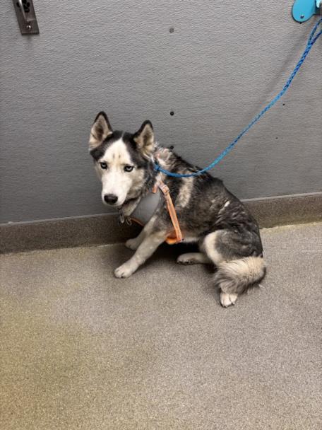 DAKOTA Image