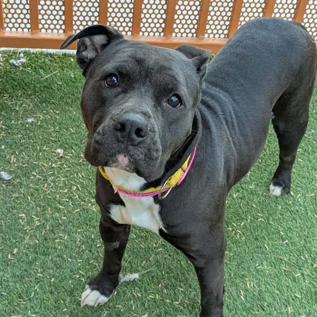 Virginia - Pit Bull Terrier