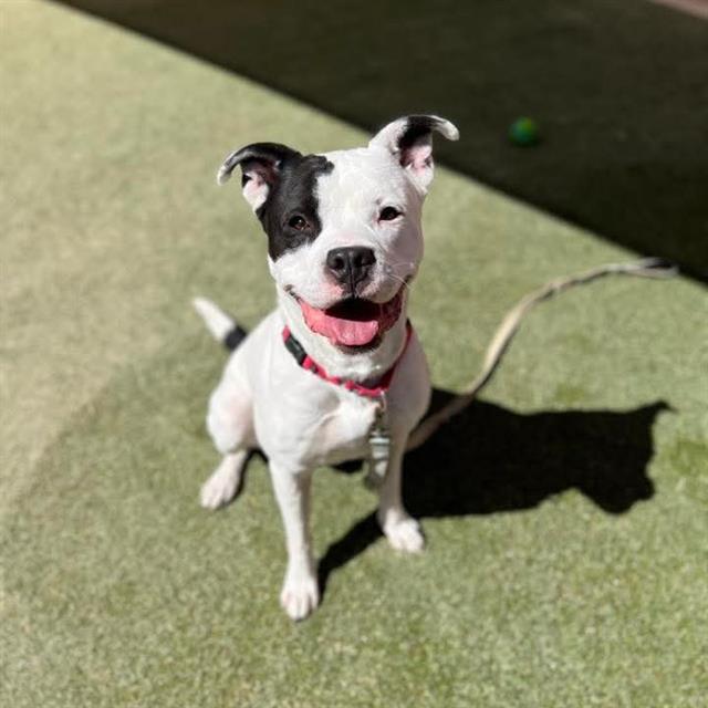 Pit Bull