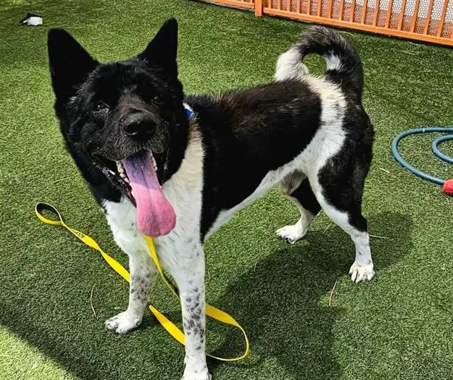 Rex - Akita