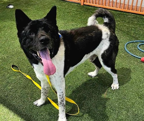 picture of the dog needing adoption
