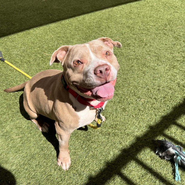 Nala
