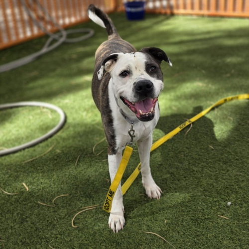 *BELLE, an adoptable Pit Bull Terrier in Las Vegas, NV