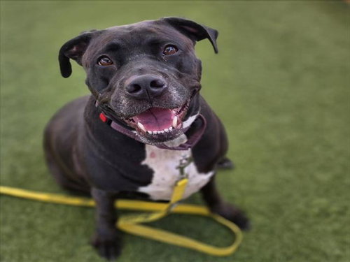 picture of the dog needing adoption