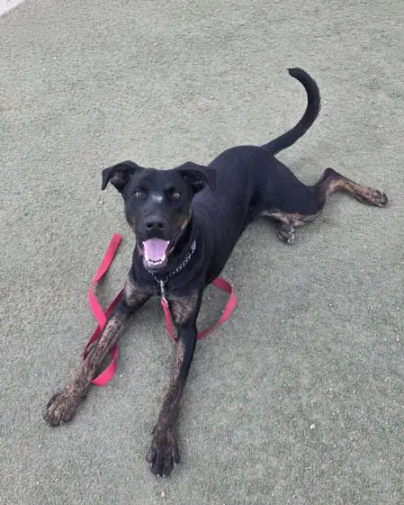 Molly - Dutch Shepherd