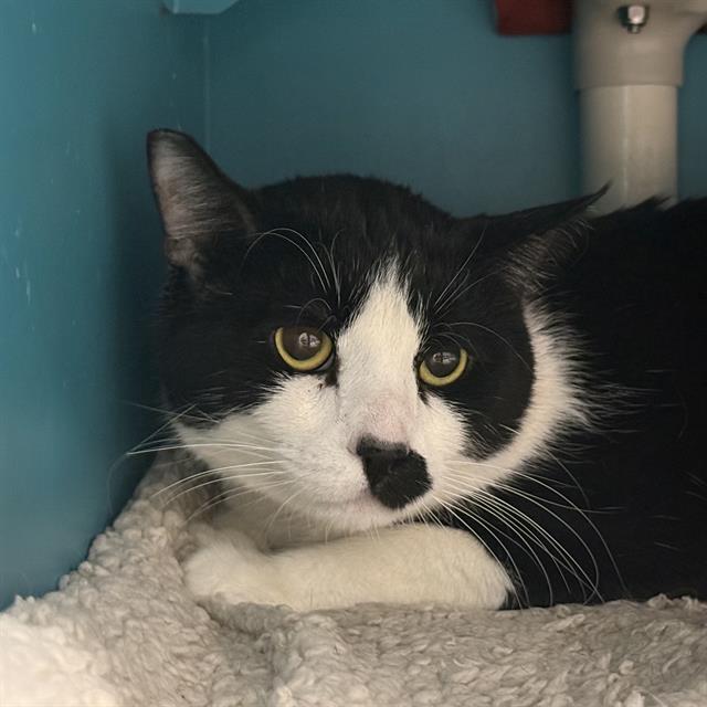 *SYLVESTER Image