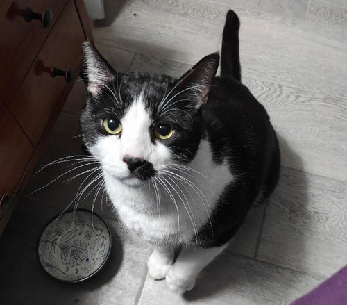 picture of the cat needing adoption