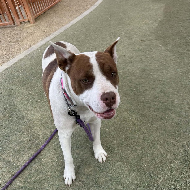 Pit Bull