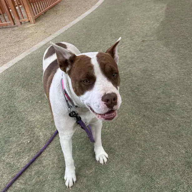 Leslie - Pit Bull Terrier