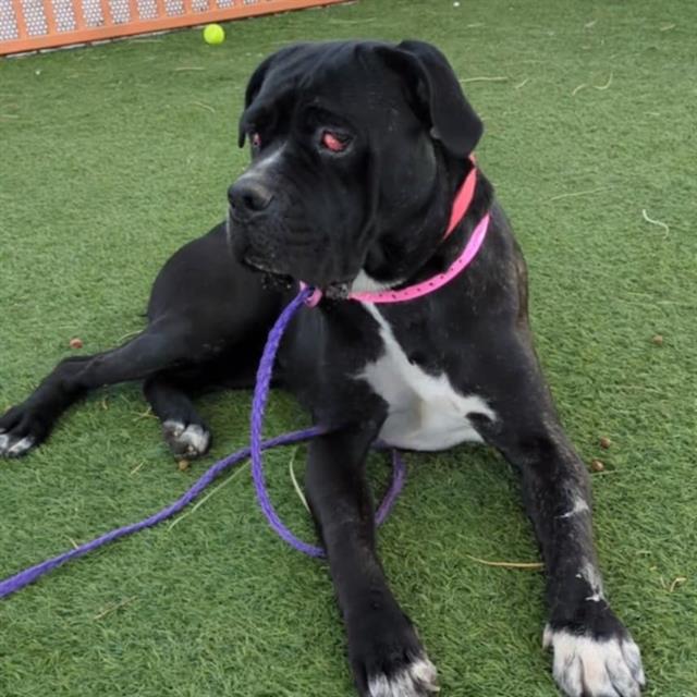 Estrella