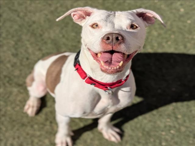 Pit Bull
