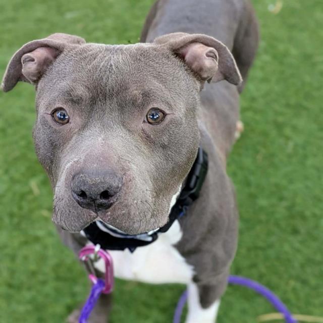 Pit Bull