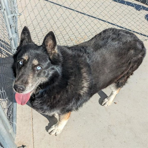 picture of the dog needing adoption