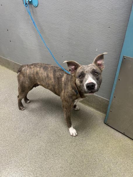 Pit Bull