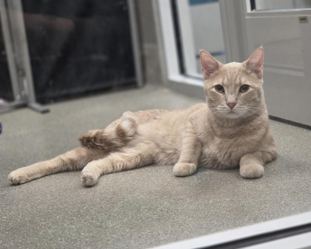 SIMBA Image
