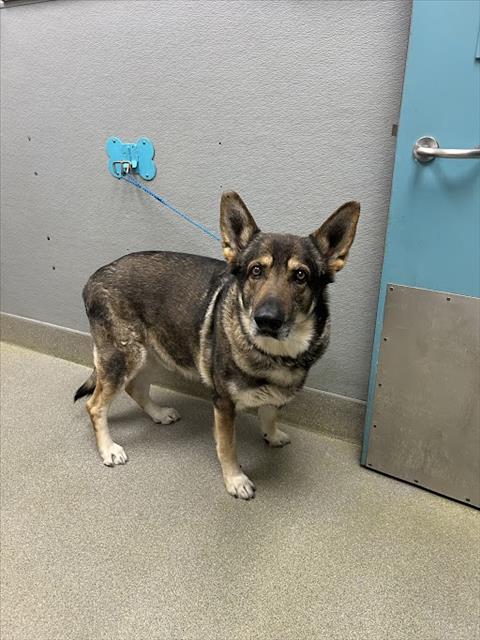 German Shepherd