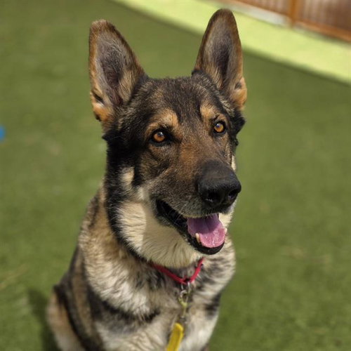 ROCCO, an adoptable German Shepherd Dog in Las Vegas, NV