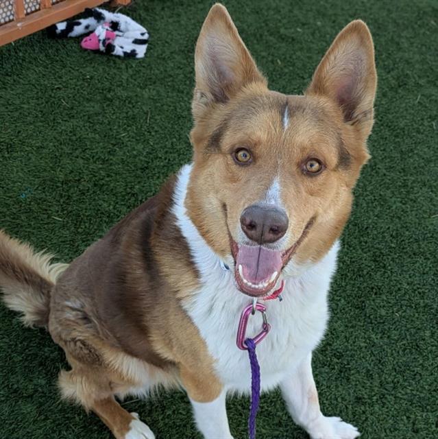 Australian Shepherd