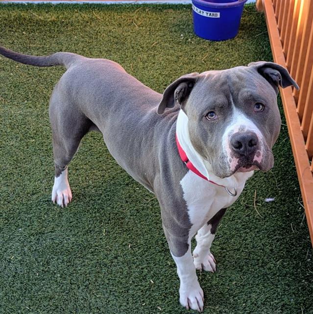 Pit Bull