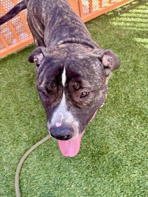 *BIBBLE, an adoptable Pit Bull Terrier in Las Vegas, NV