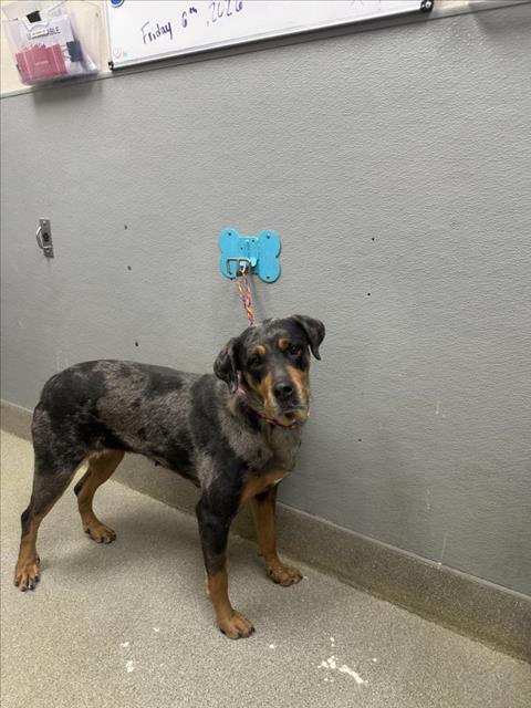 Rottweiler