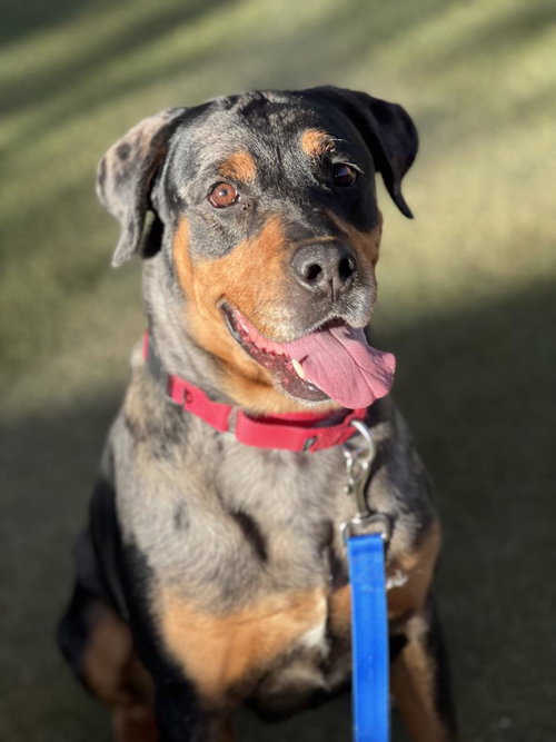 MAGENTA, an adoptable Rottweiler in Las Vegas, NV