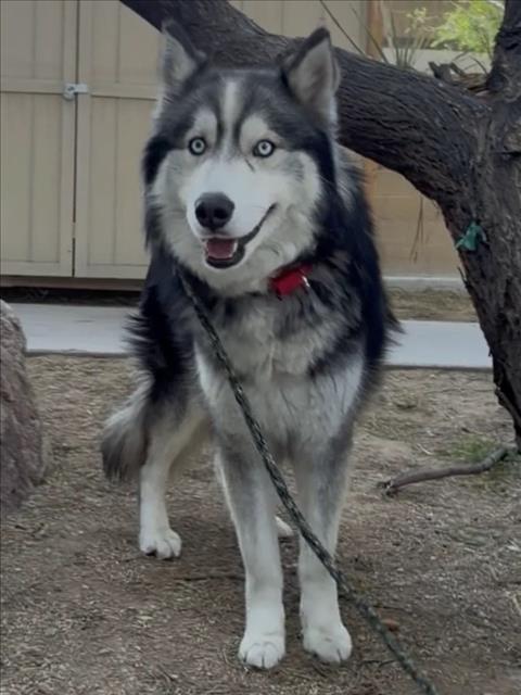 Siberian Husky