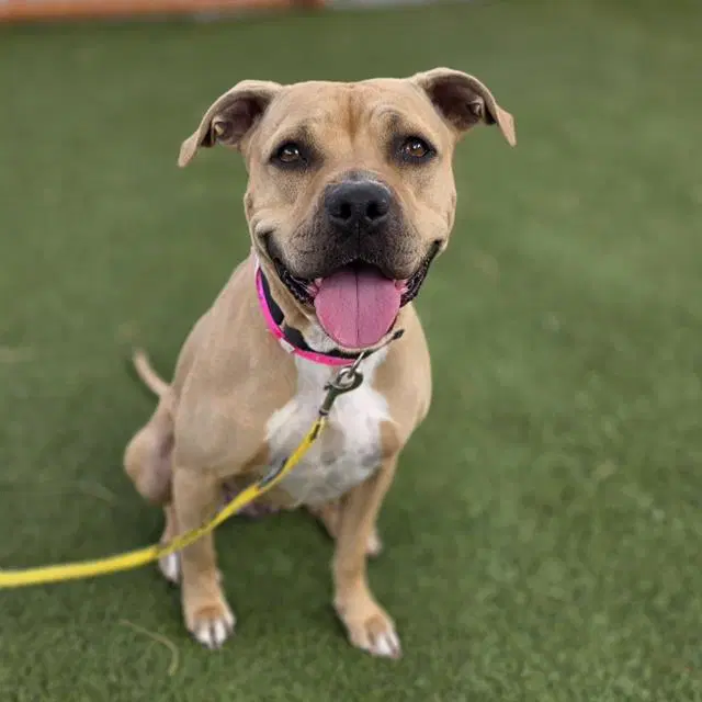 Samira - Pit Bull Terrier