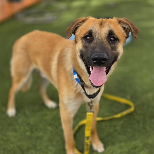 ROCKY, an adoptable German Shepherd Dog in Las Vegas, NV
