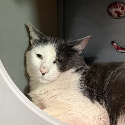 *SQUEAKY BOOTS, an adoptable Domestic Short Hair in Las Vegas, NV