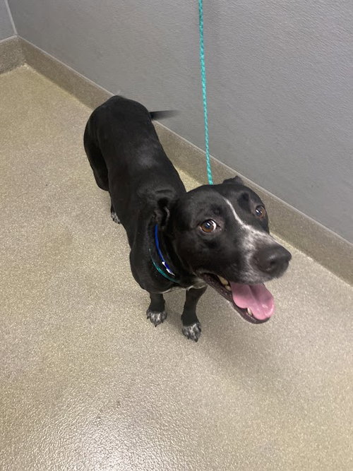 picture of the dog needing adoption
