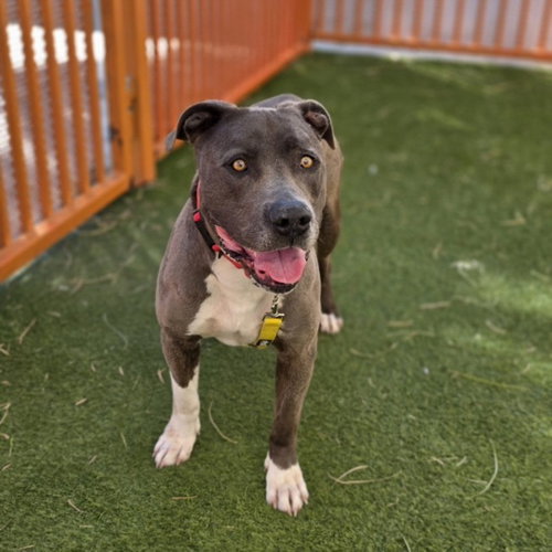 PITTSBURGH - Pit Bull Terrier available for adoption