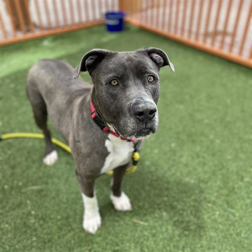 PITTSBURGH, an adoptable Pit Bull Terrier in Las Vegas, NV