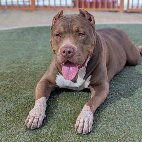 KITA - Pit Bull Terrier available for adoption