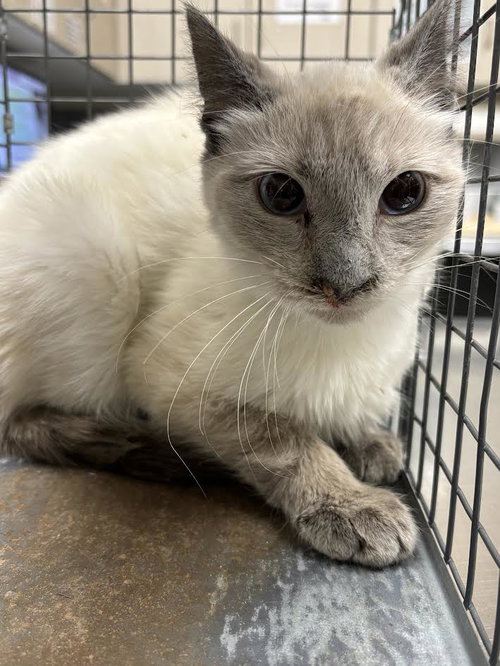 *PICKLETOES - Siamese for adoption in North Las Vegas