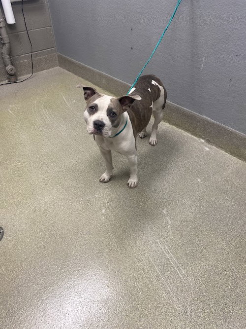 *K POP, an adoptable Pit Bull Terrier in Las Vegas, NV