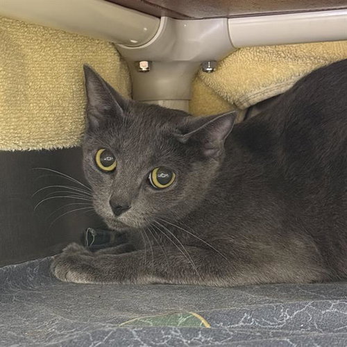 *OPAL VIOLA, an adoptable Domestic Short Hair in Las Vegas, NV