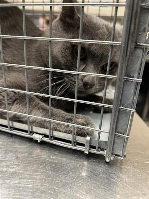 *ASTA, an adoptable Domestic Short Hair in Las Vegas, NV