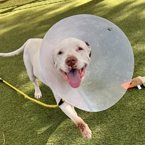 FRANKLIN, an adoptable Pit Bull Terrier in Las Vegas, NV