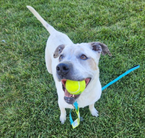 DULCE, an adoptable Australian Cattle Dog in Las Vegas, NV