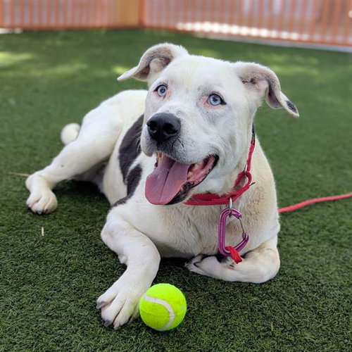 *GAMBIT - Pit Bull Terrier available for adoption