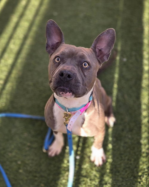 *BABYBEL CHEESE - Pit Bull Terrier available for adoption