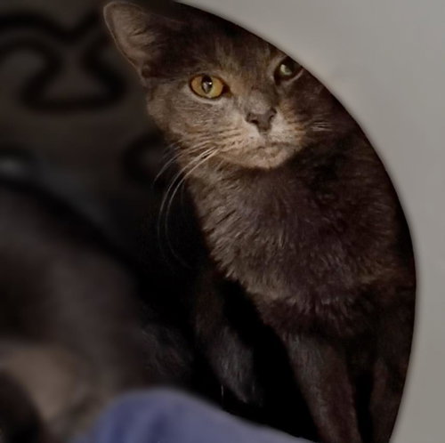*EDWIN - Domestic Short Hair for adoption in North Las Vegas