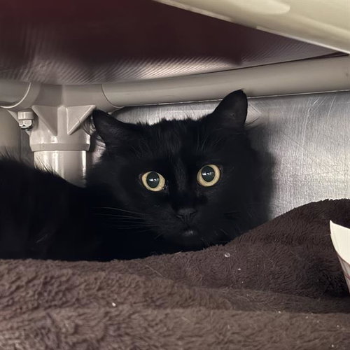 *SHAYLA, an adoptable Domestic Medium Hair in Las Vegas, NV