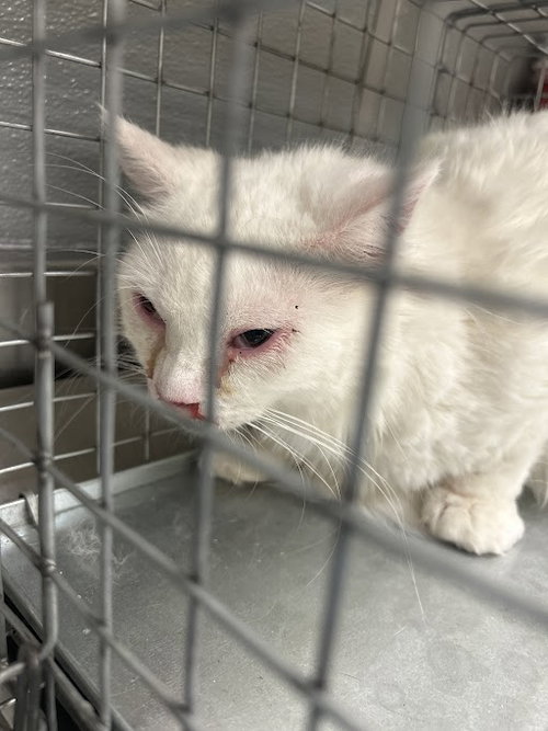 *CORIO, an adoptable Domestic Short Hair in Las Vegas, NV