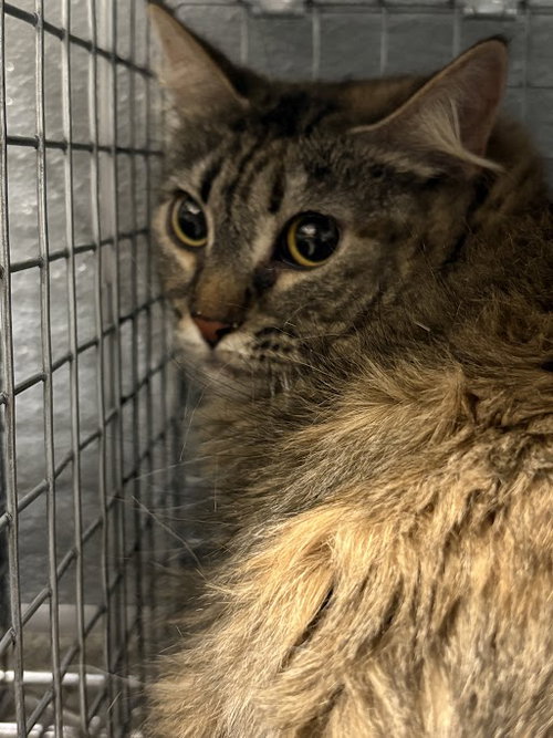 *UVA, an adoptable Domestic Long Hair in Las Vegas, NV