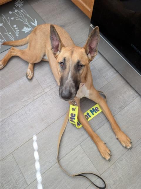 COPPER, an adoptable Bull Terrier in Las Vegas, NV